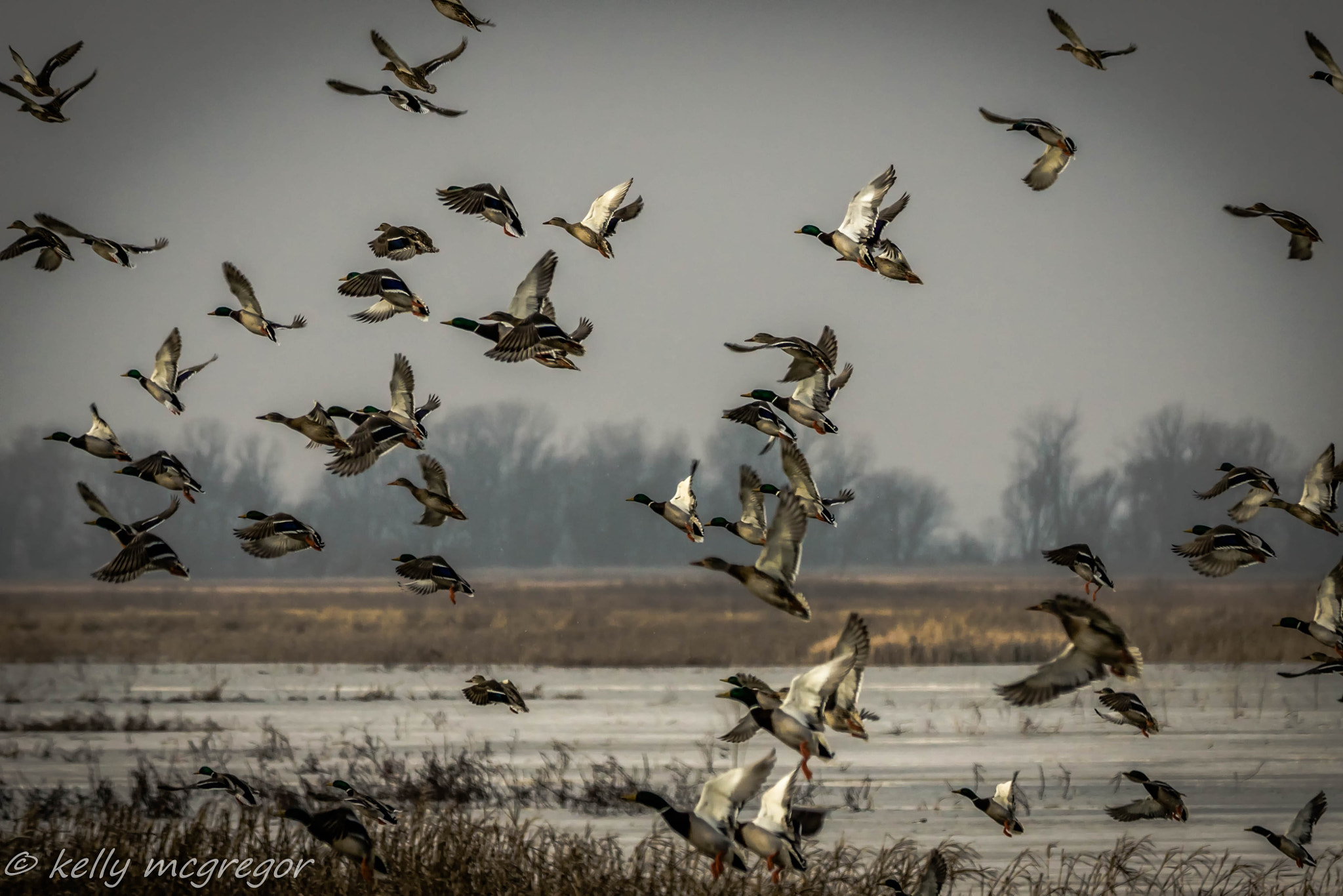 Canon EOS 50D sample photo. Taking flight  photography