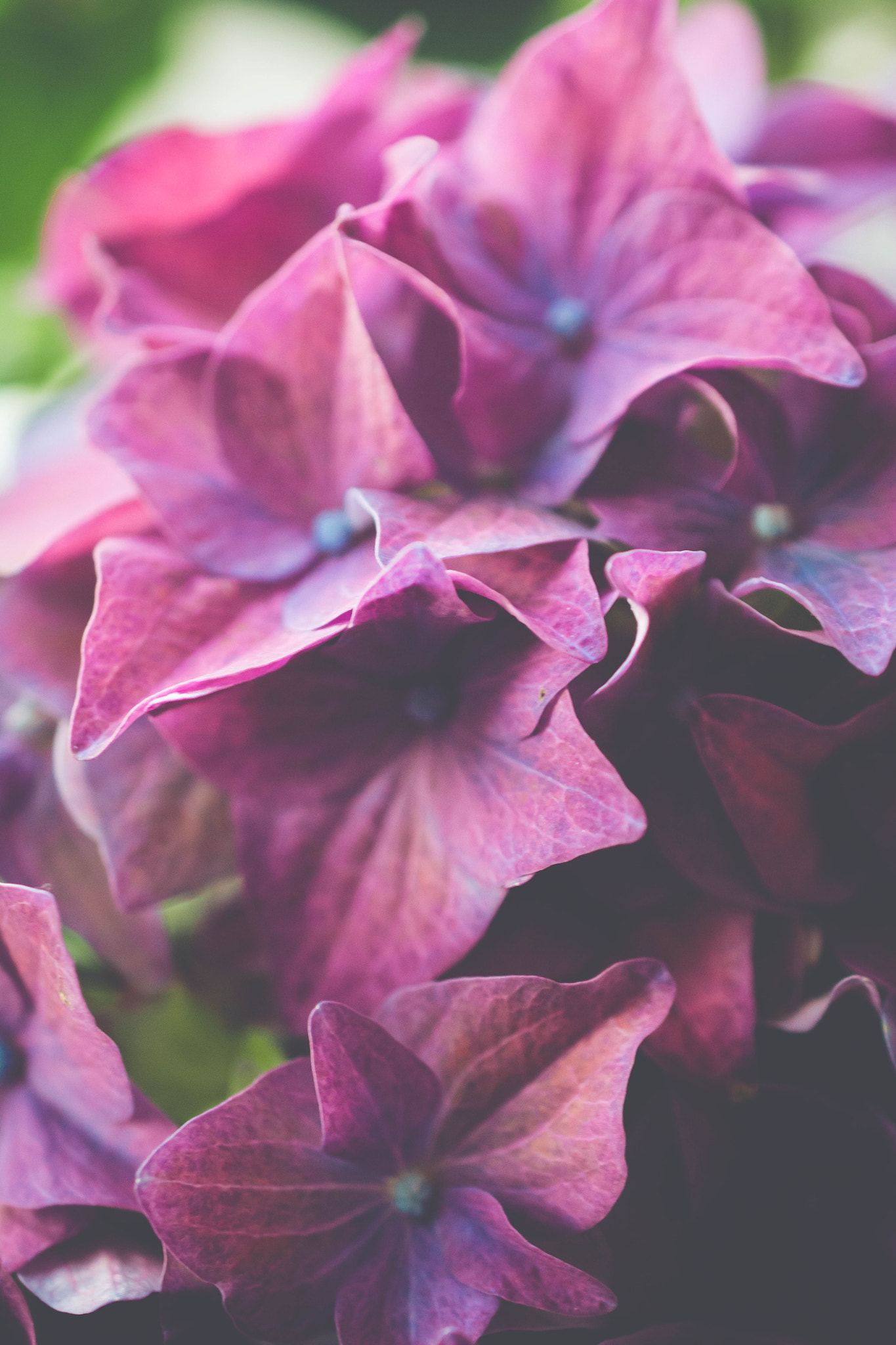 Nikon AF-S DX Micro Nikkor 40mm F2.8 sample photo. Hortensia photography