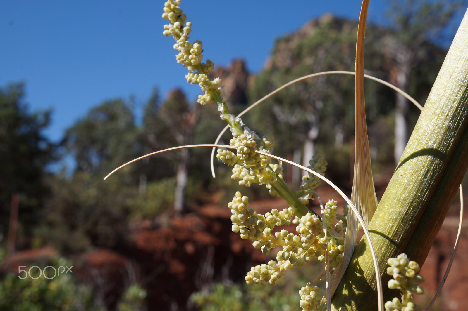 Tamron 18-200mm F3.5-6.3 Di III VC sample photo. Sedona arizona photography