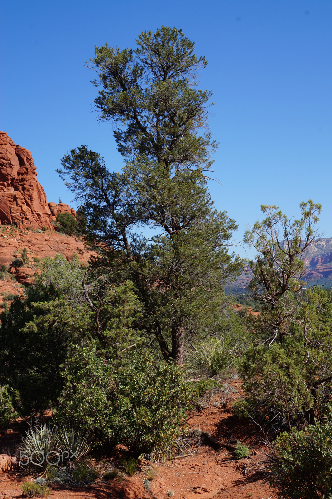 Sony E 18-55mm F3.5-5.6 OSS sample photo. Sedona arizona photography
