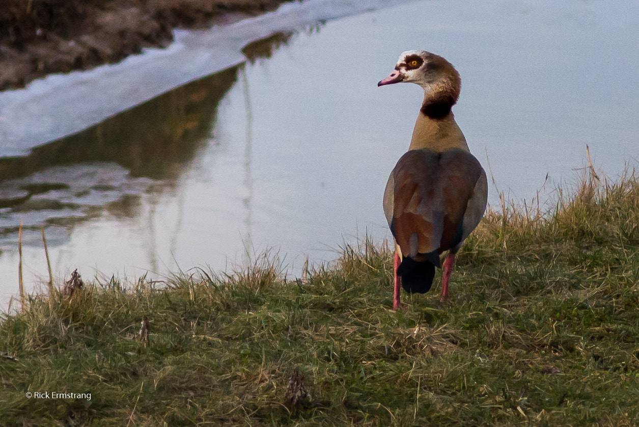 Nikon D610 + AF Nikkor 180mm f/2.8 IF-ED sample photo. Egyptian goose photography