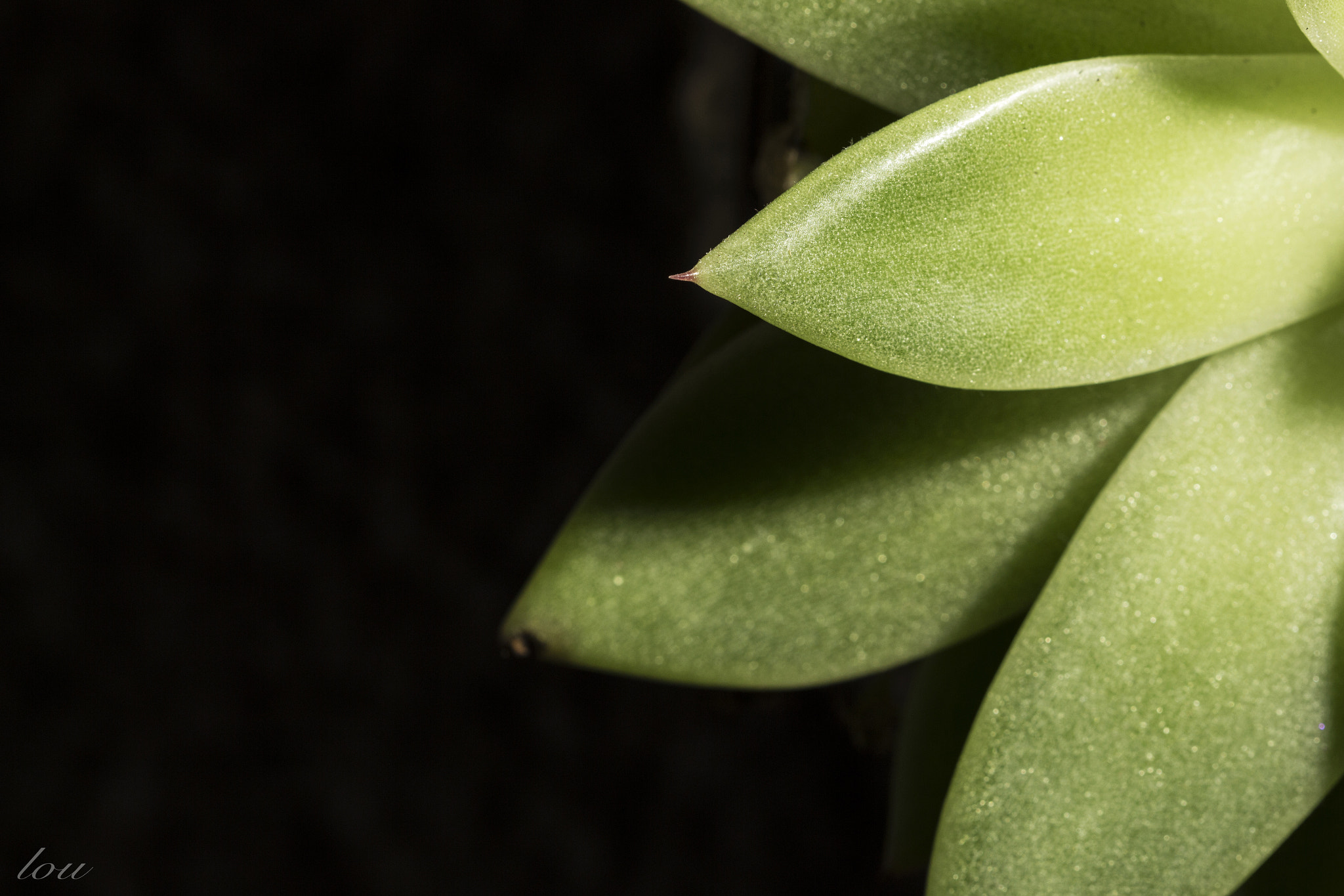 Canon EF 100mm F2.8 Macro USM sample photo. Plant photography