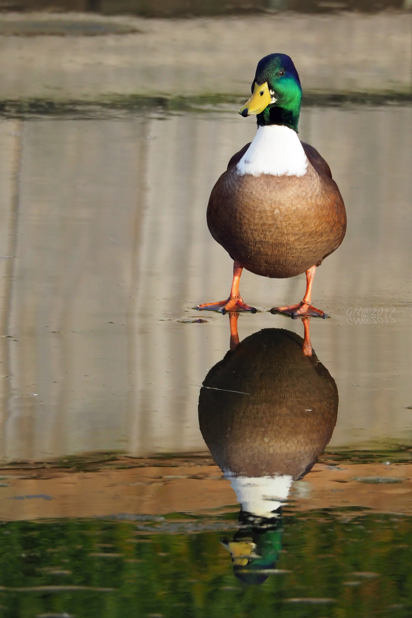 Olympus OM-D E-M1 Mark II sample photo. A duck and his mirror photography