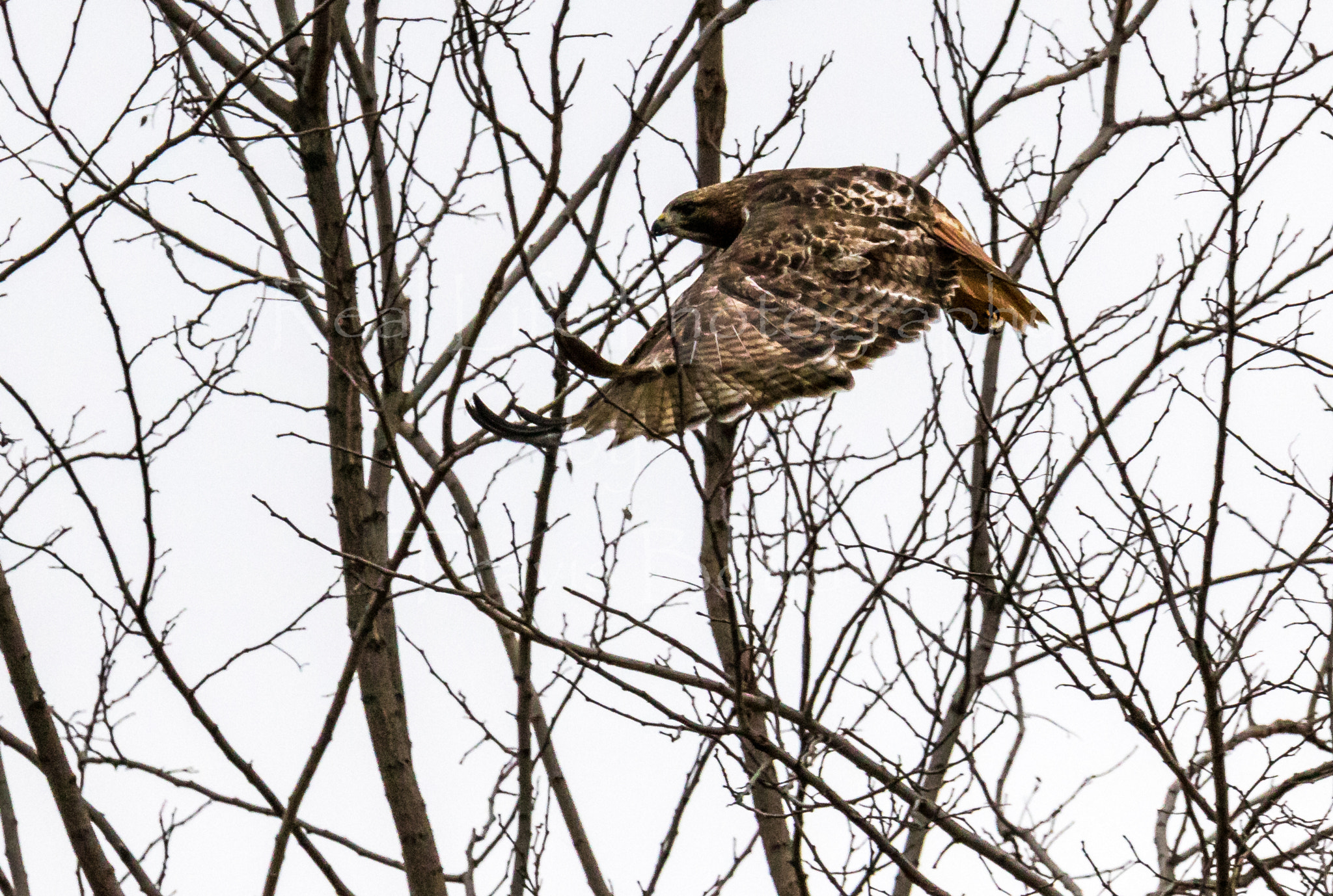 150-600mm F5-6.3 DG OS HSM | Sports 014 sample photo. Red-tail photography