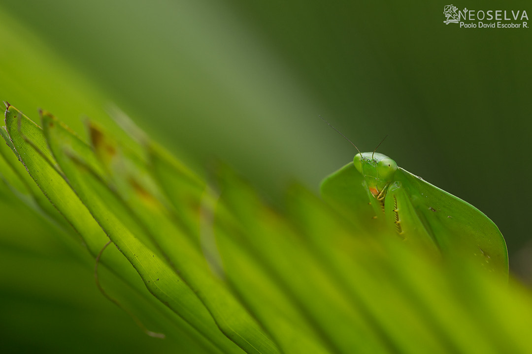 Canon EF 100mm F2.8L Macro IS USM sample photo. Mantis camouflage photography