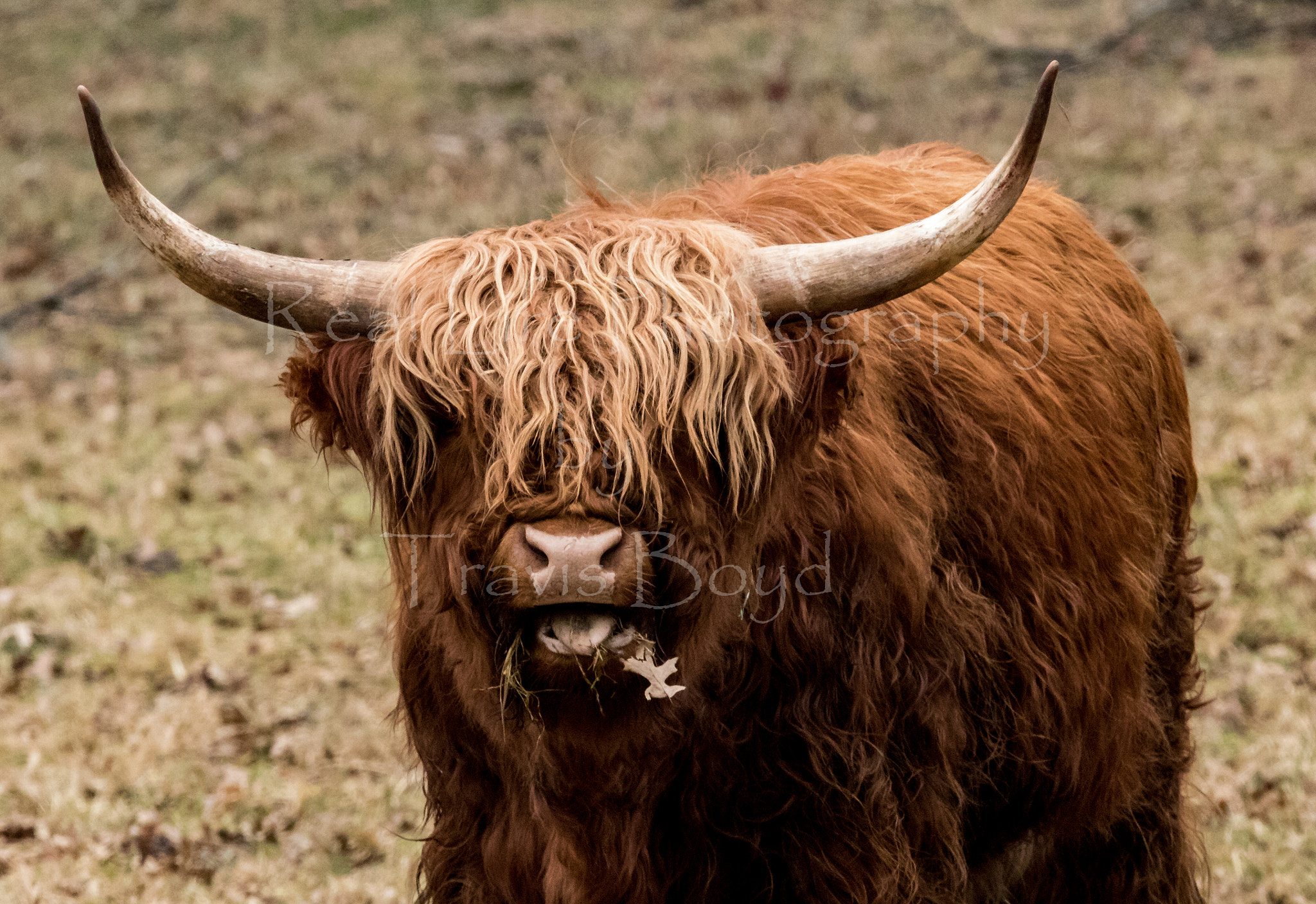 Canon EOS 750D (EOS Rebel T6i / EOS Kiss X8i) + 150-600mm F5-6.3 DG OS HSM | Sports 014 sample photo. Scotland highlander cow photography