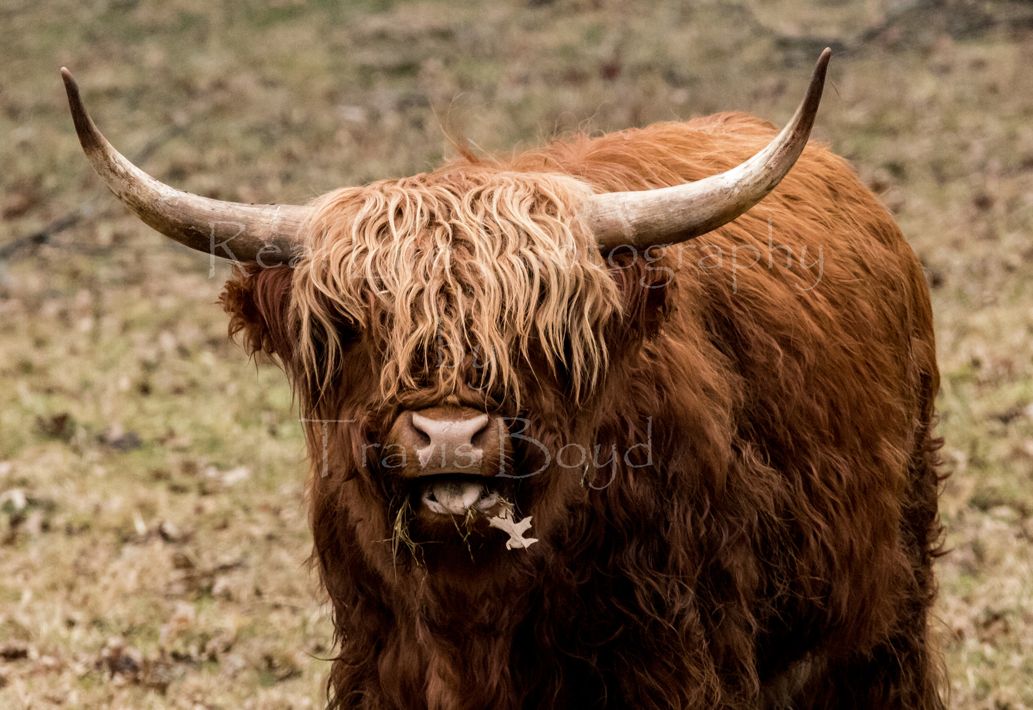 150-600mm F5-6.3 DG OS HSM | Sports 014 sample photo. Scotland highlander cow photography
