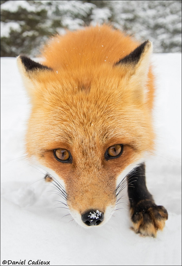 Canon EOS 7D Mark II + Tamron AF 28-75mm F2.8 XR Di LD Aspherical (IF) sample photo. Curious red fox photography
