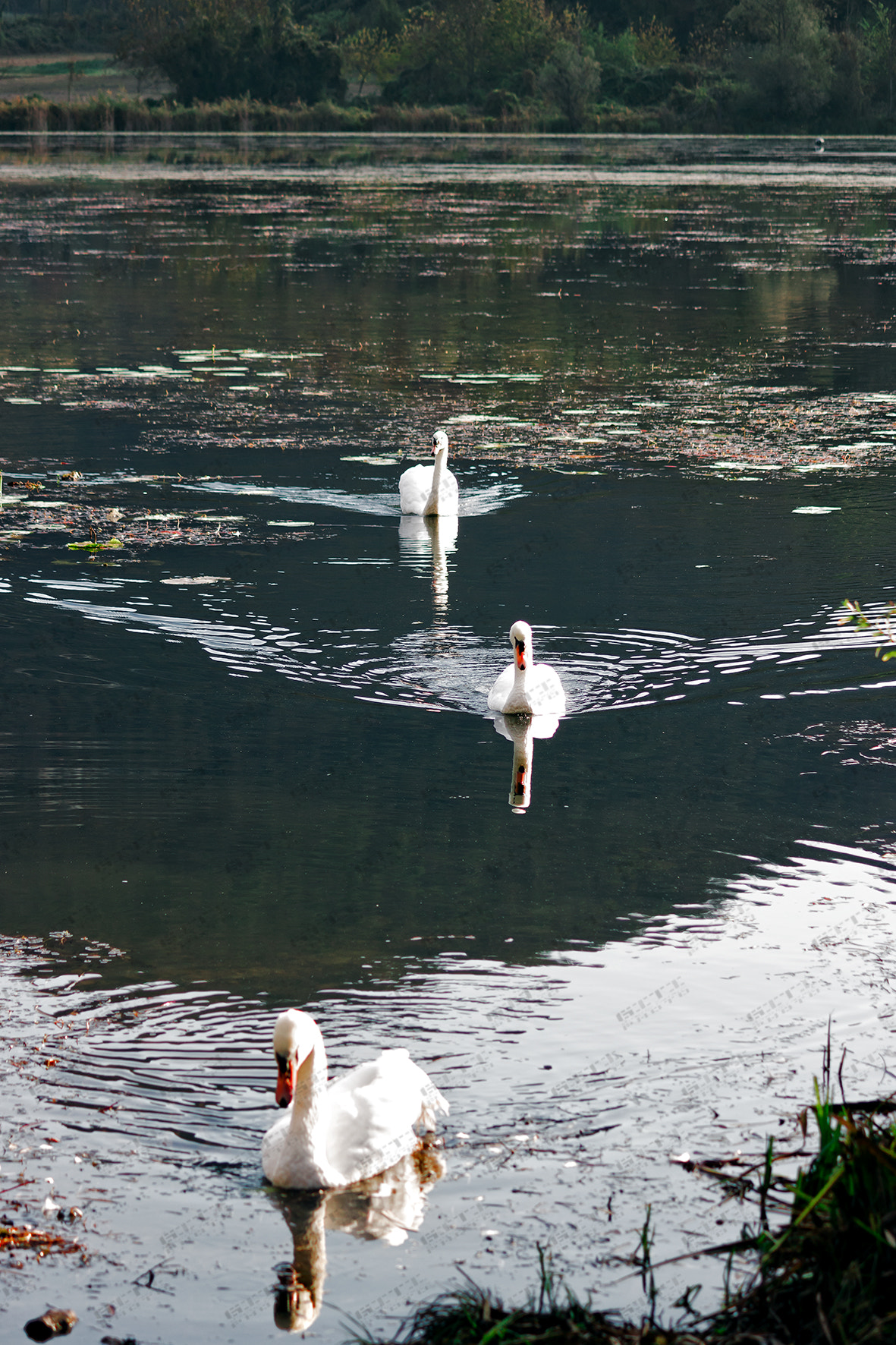 Canon EOS 760D (EOS Rebel T6s / EOS 8000D) sample photo. Lago di fimon, vicenza photography