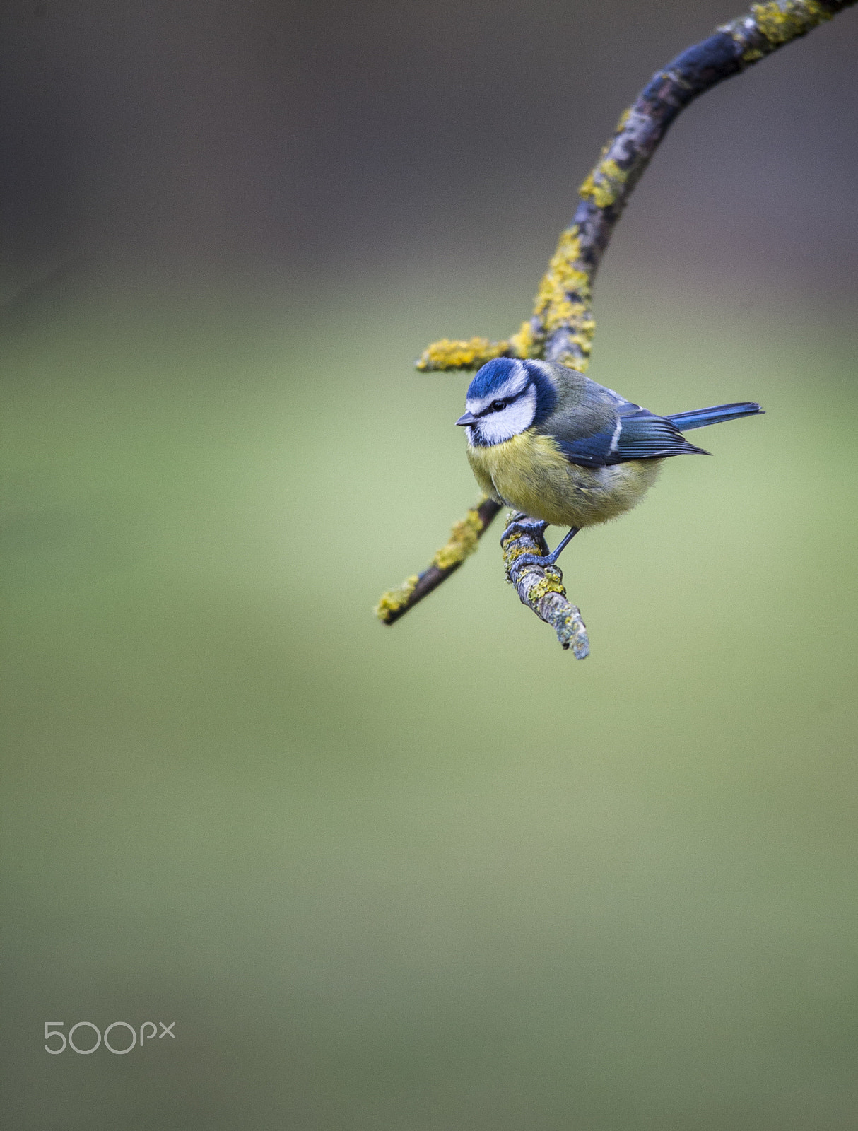 Sigma 150-500mm F5-6.3 DG OS HSM sample photo. Blue tit .jpg photography