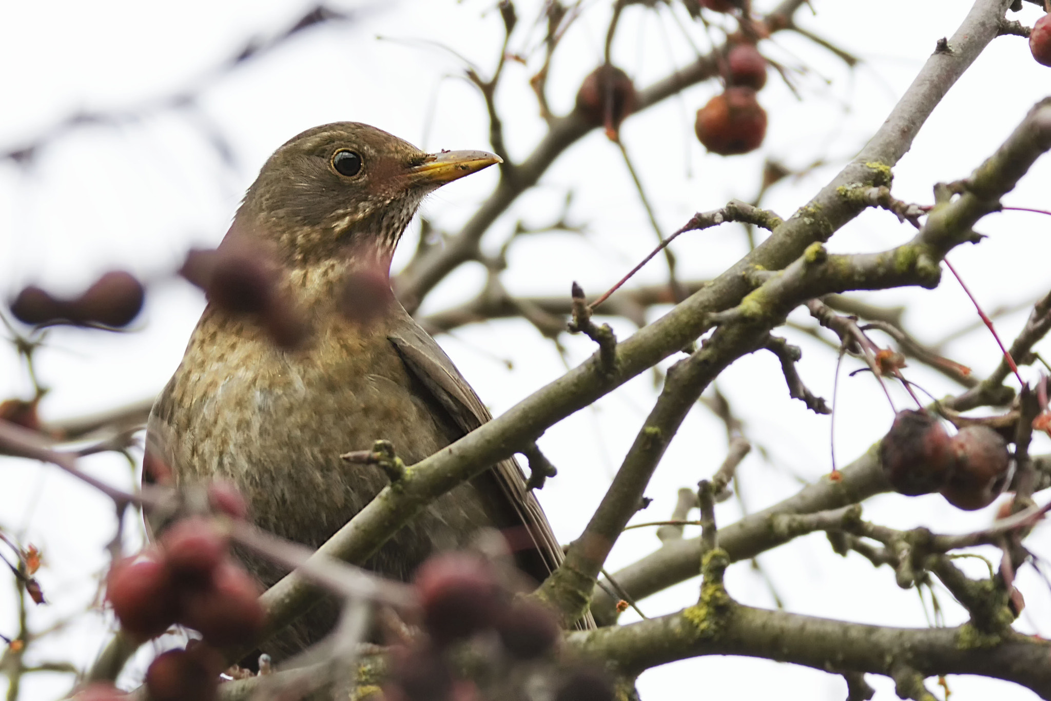 Canon EOS 60D + Canon EF 70-200mm F2.8L IS II USM sample photo. Bird photography