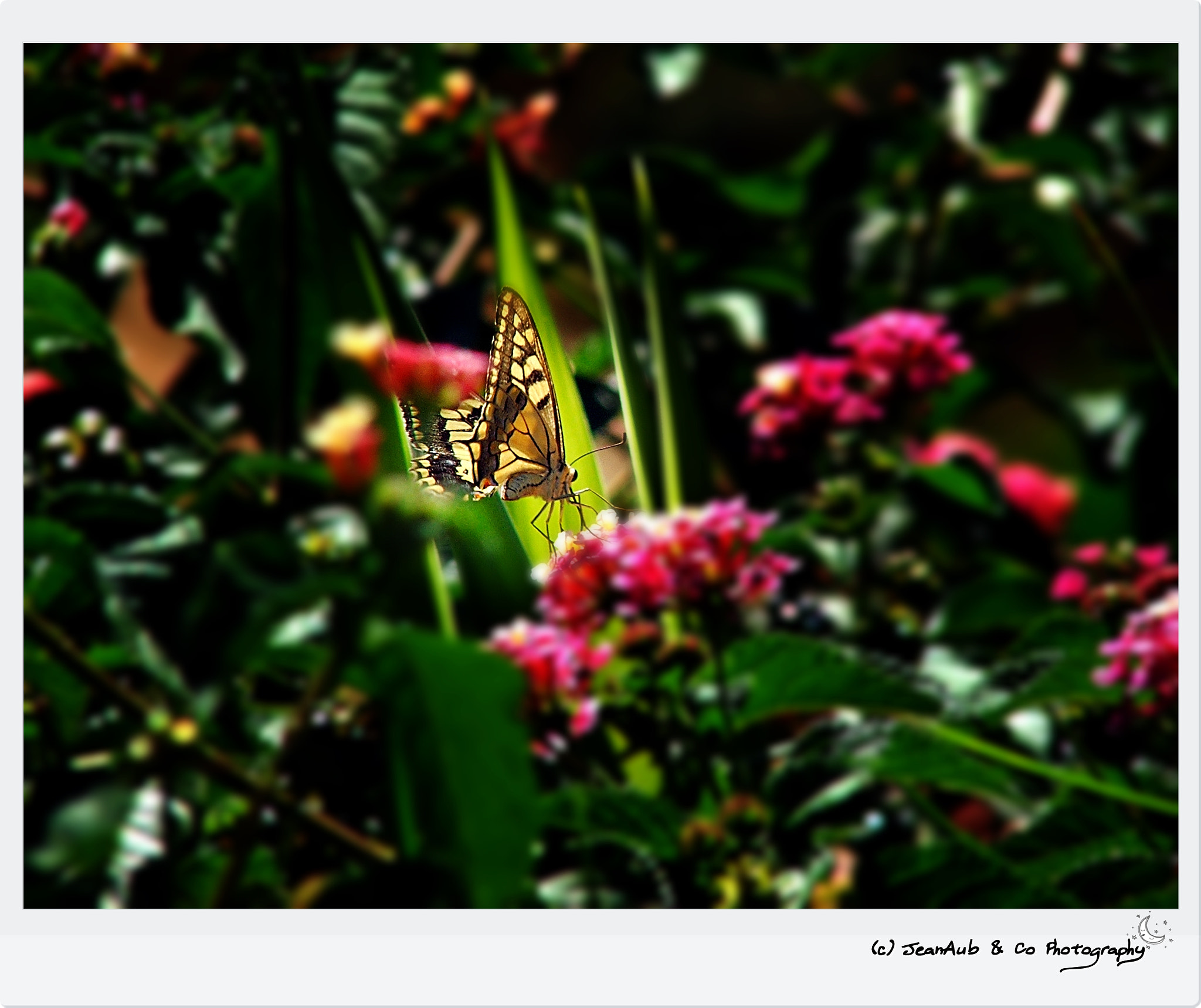 Fujifilm FinePix S5500 sample photo. Old world swallowtail photography