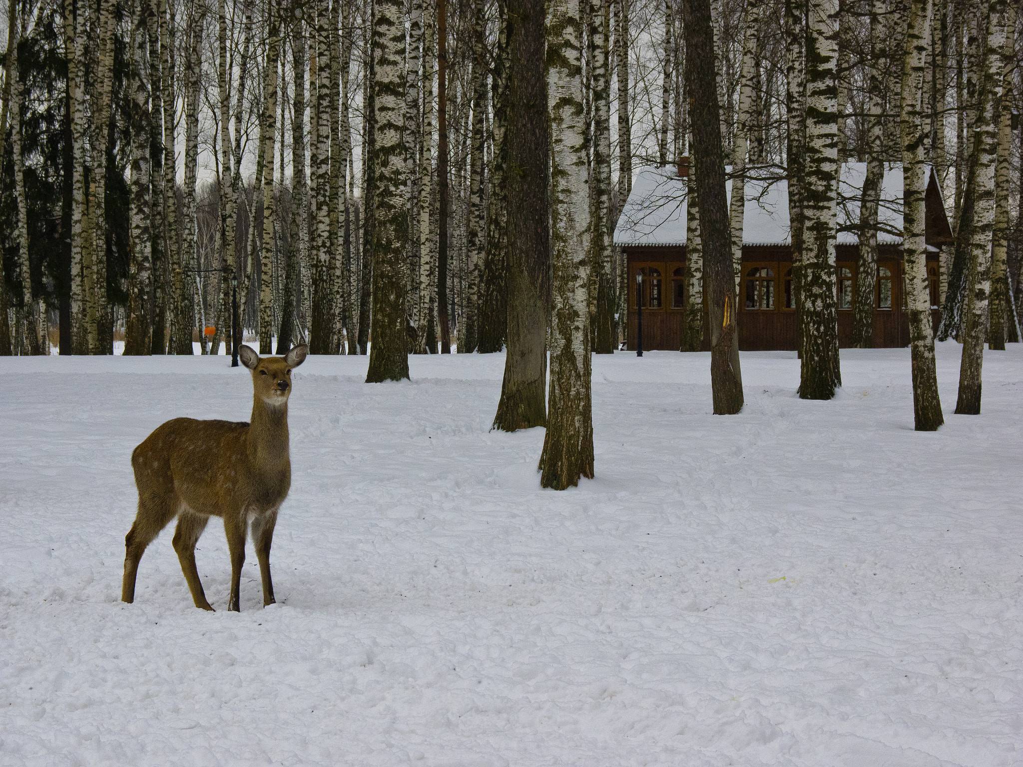 SIGMA 18-50mm F2.8 DC sample photo. Feel the russian winter! photography