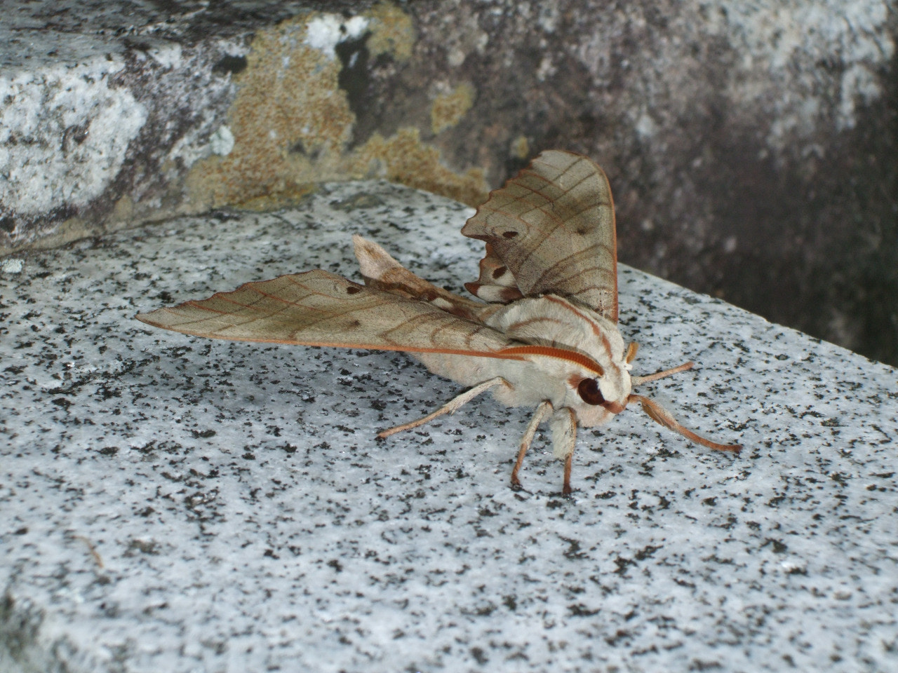 Fujifilm FinePix F50fd sample photo. Moss on stone phole photography