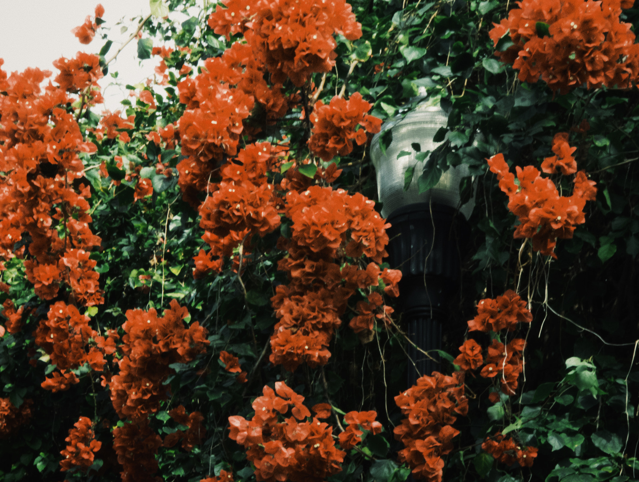 Pentax K-30 sample photo. The secret garden photography