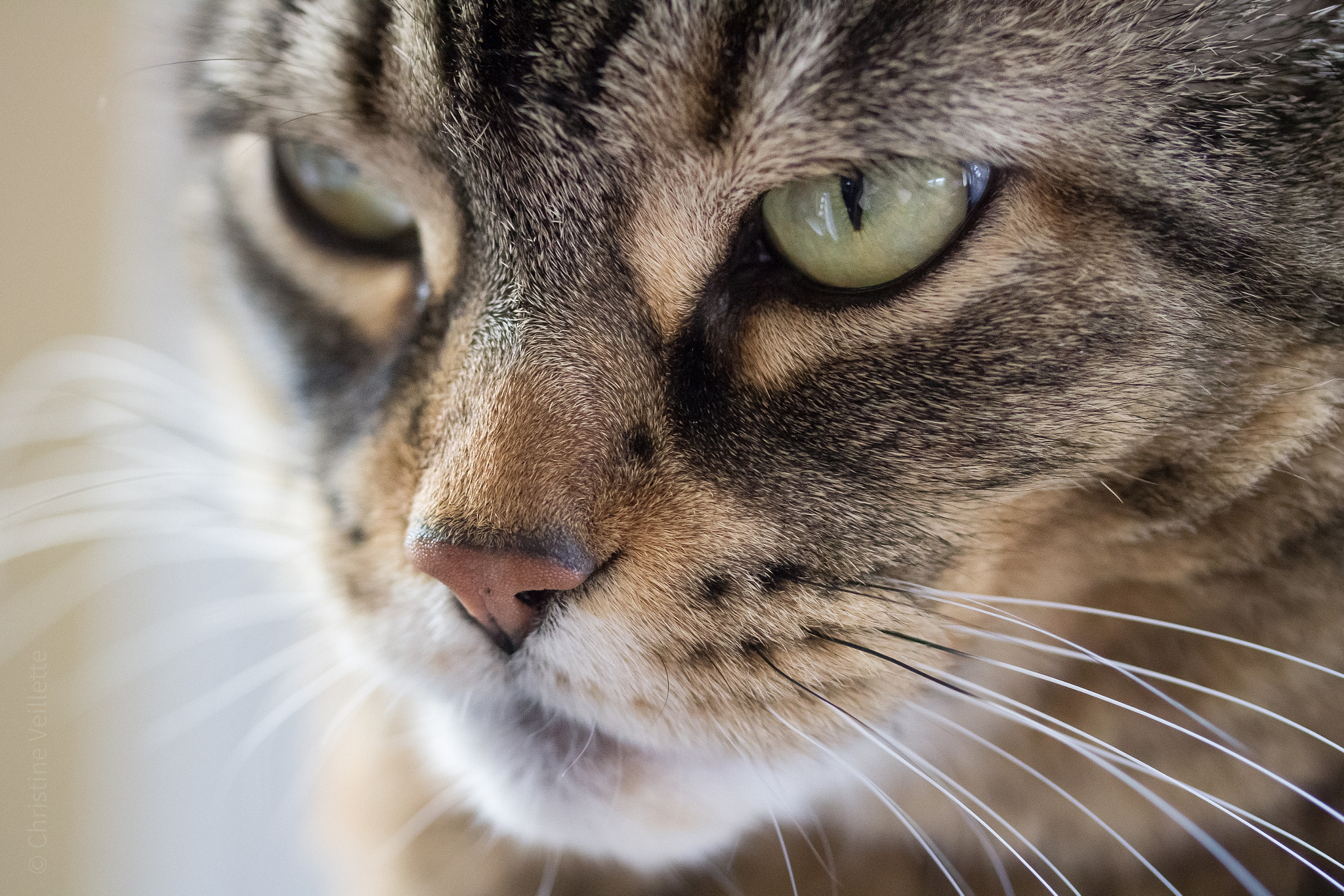 Canon EF-S 60mm F2.8 Macro USM sample photo. Sunny portrait photography
