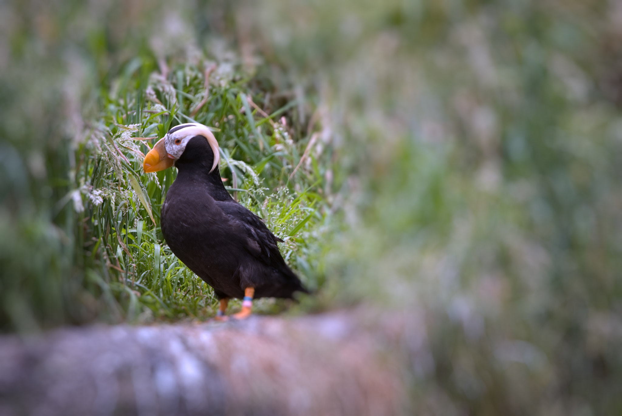 Nikon D60 sample photo. Puffin portrait photography