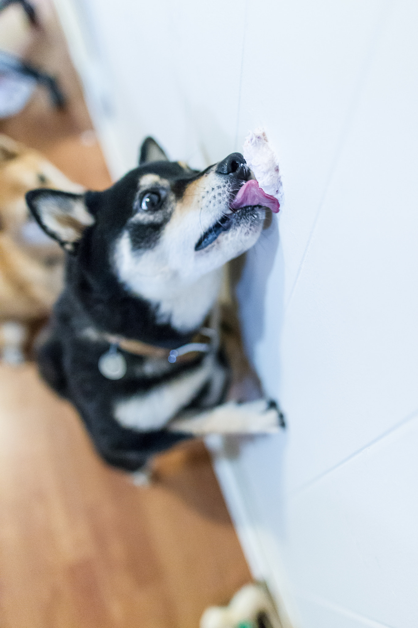 Canon EOS-1D Mark IV sample photo. Katsu eats a treat from the wall photography