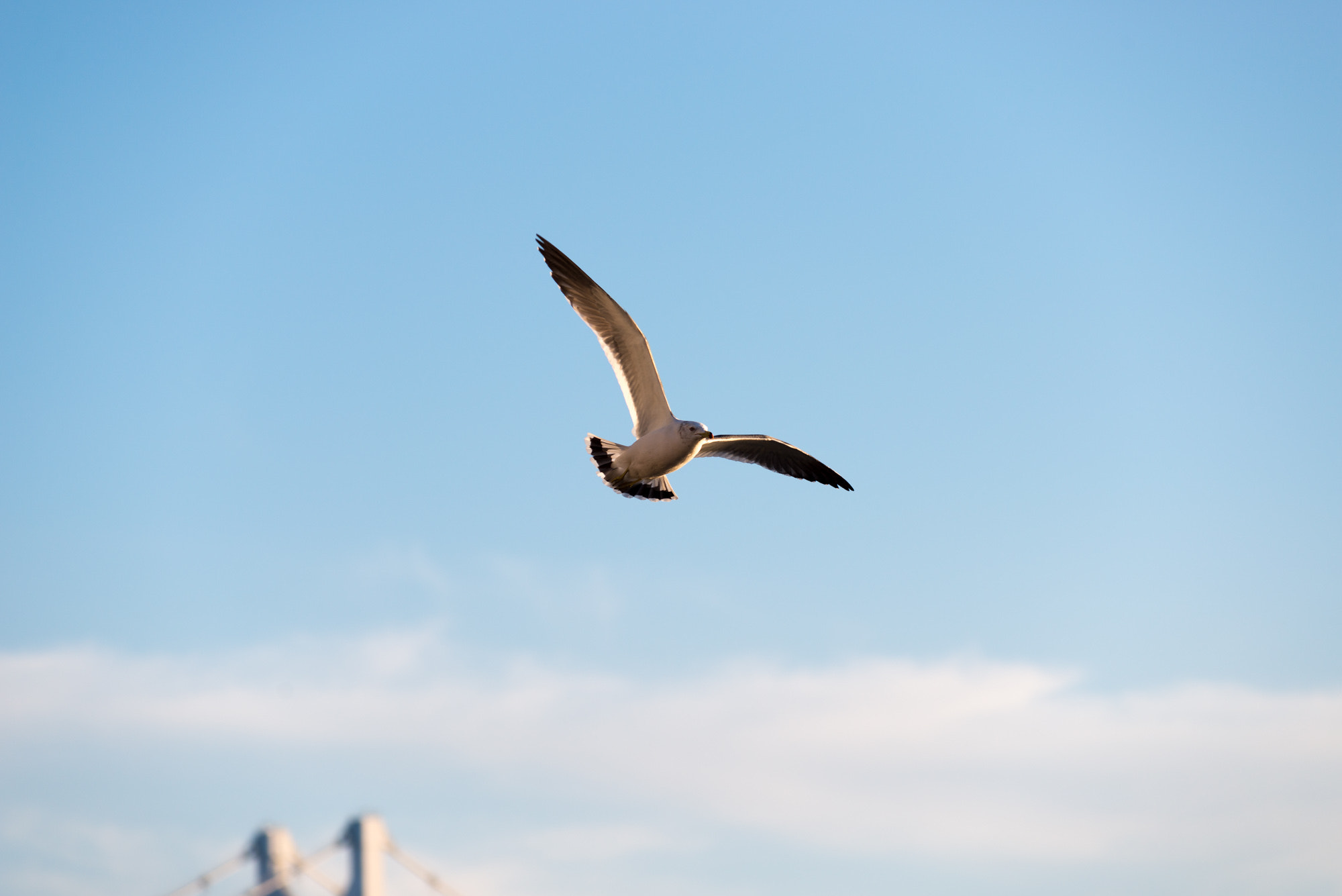 Nikon AF-Nikkor 80-200mm F2.8D ED sample photo