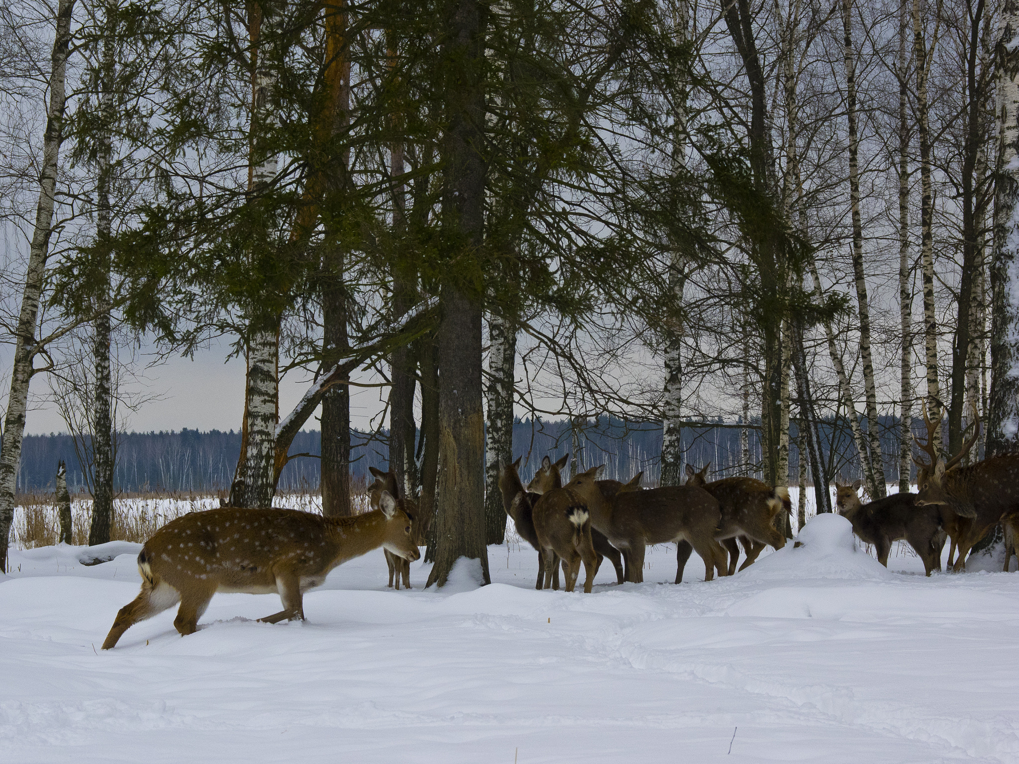 Olympus OM-D E-M1 + SIGMA 18-50mm F2.8 DC sample photo. In the elk island national park photography