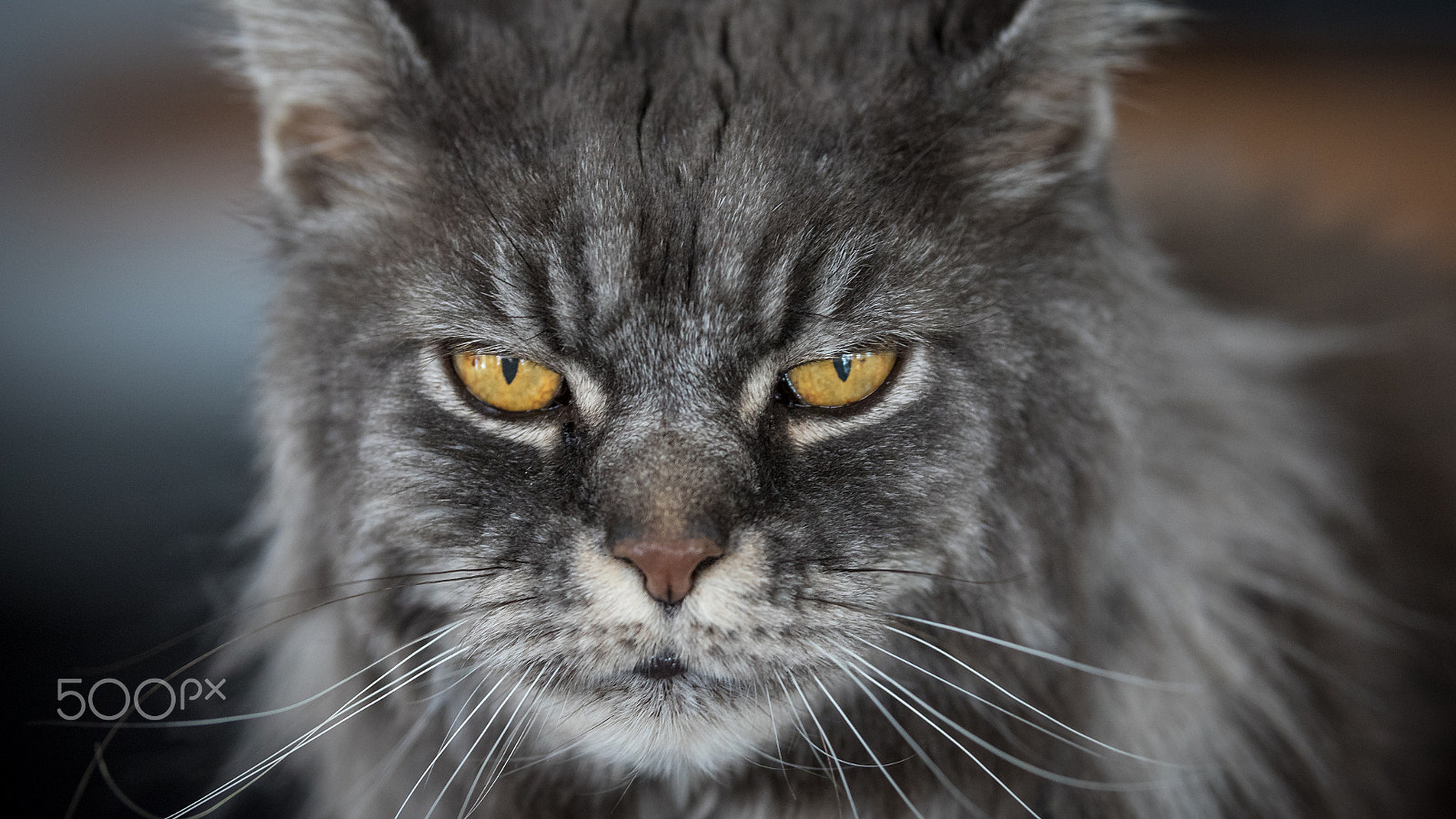 Sigma 50-100mm F1.8 DC HSM Art sample photo. Mesmerizing eyes photography