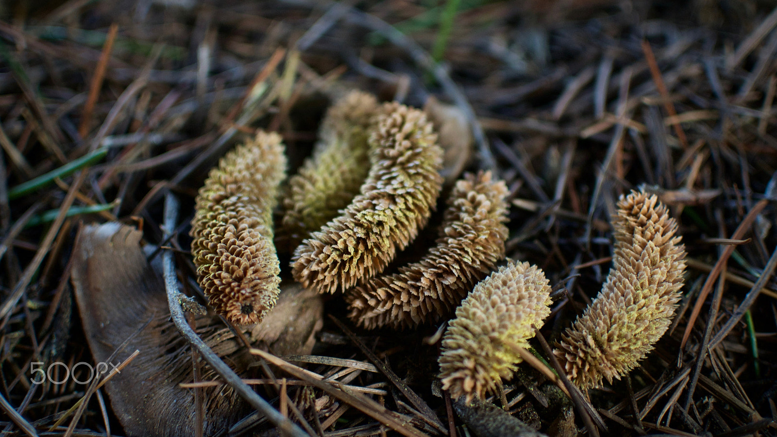 Nikon 1 J2 sample photo. The forest floor photography