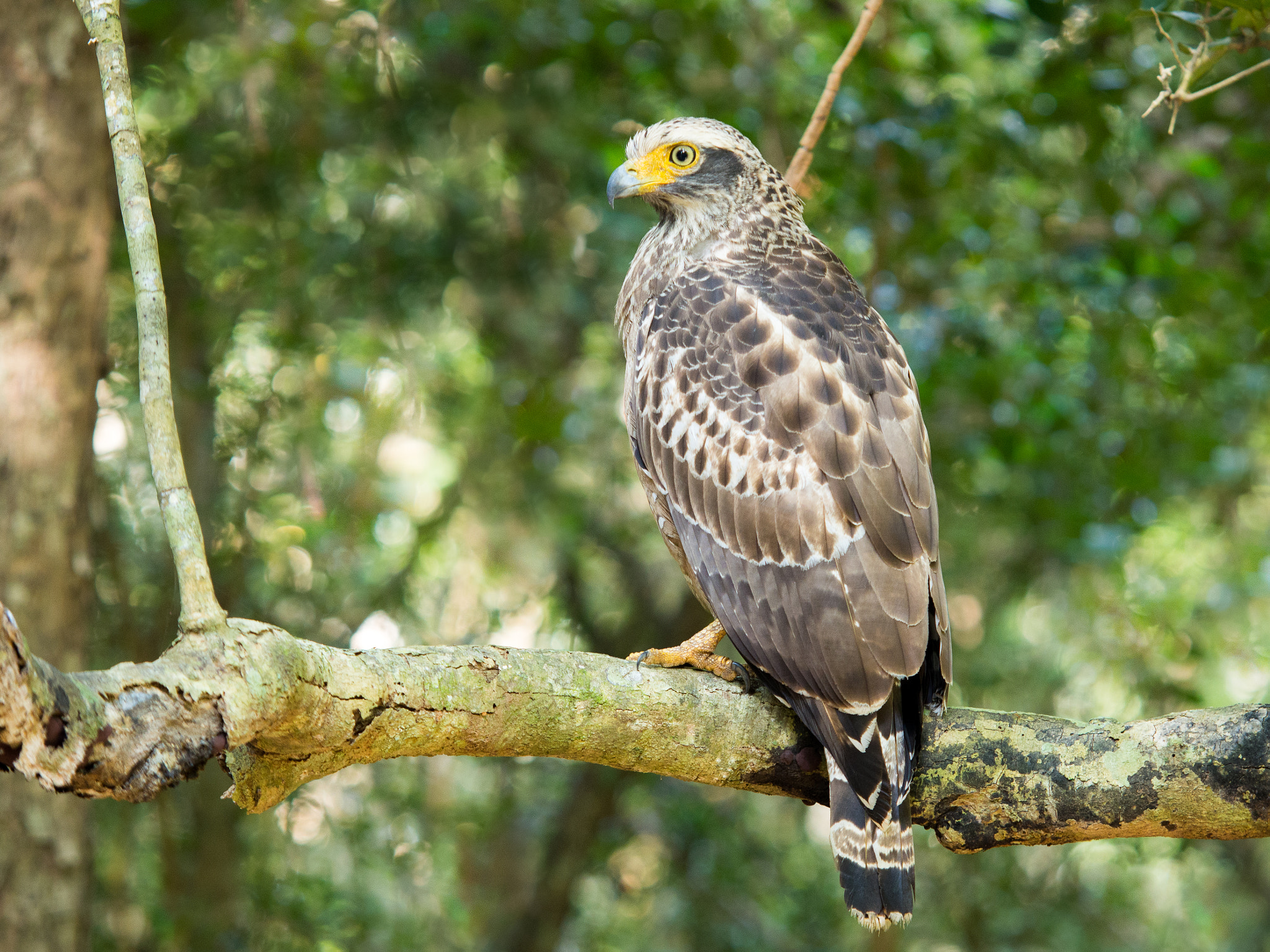 Olympus OM-D E-M5 sample photo. Crested serpent eagle photography