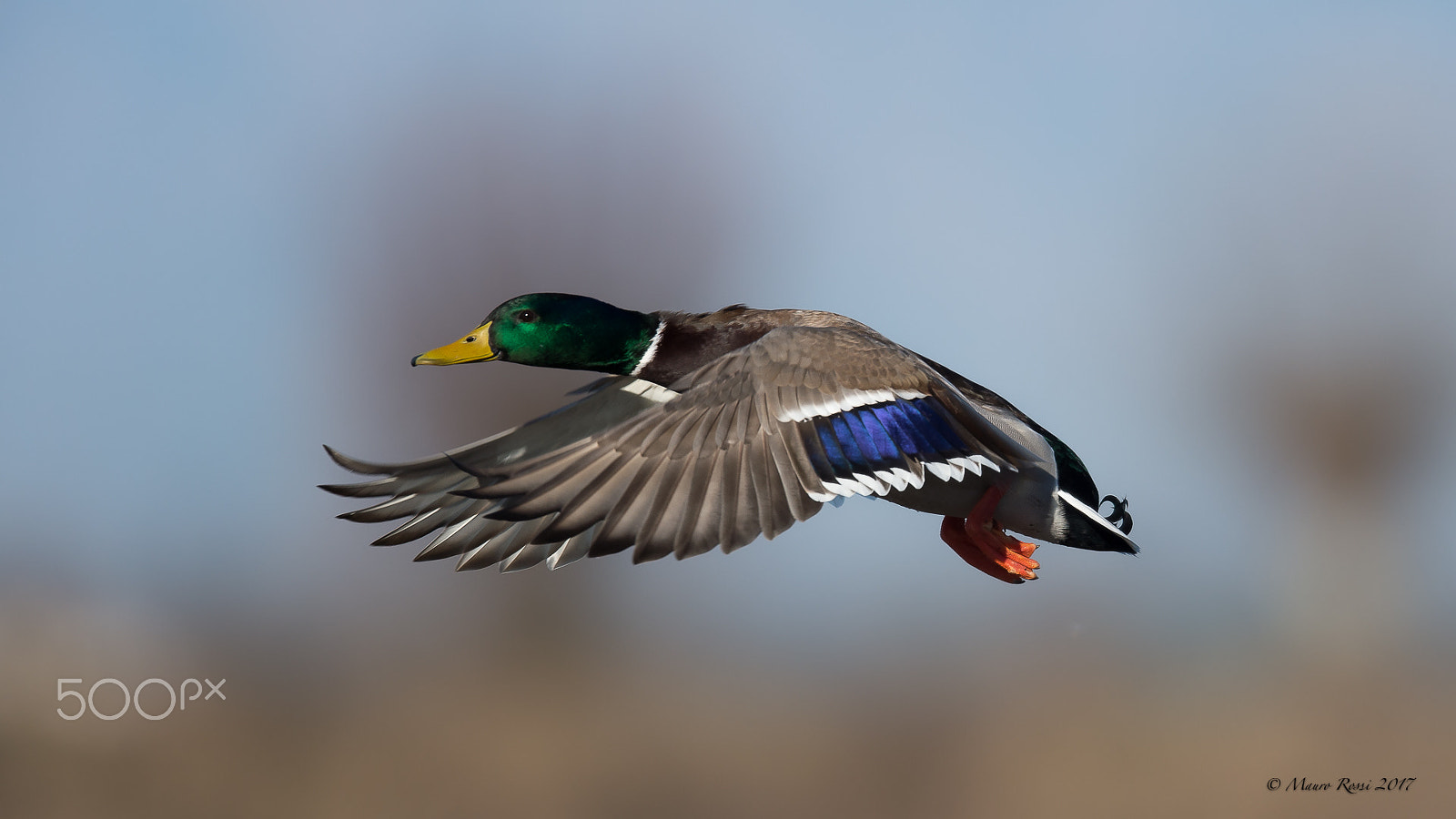 Nikon AF-S Nikkor 500mm F4E FL ED VR sample photo. Germano reale -  wild duck - mallard photography