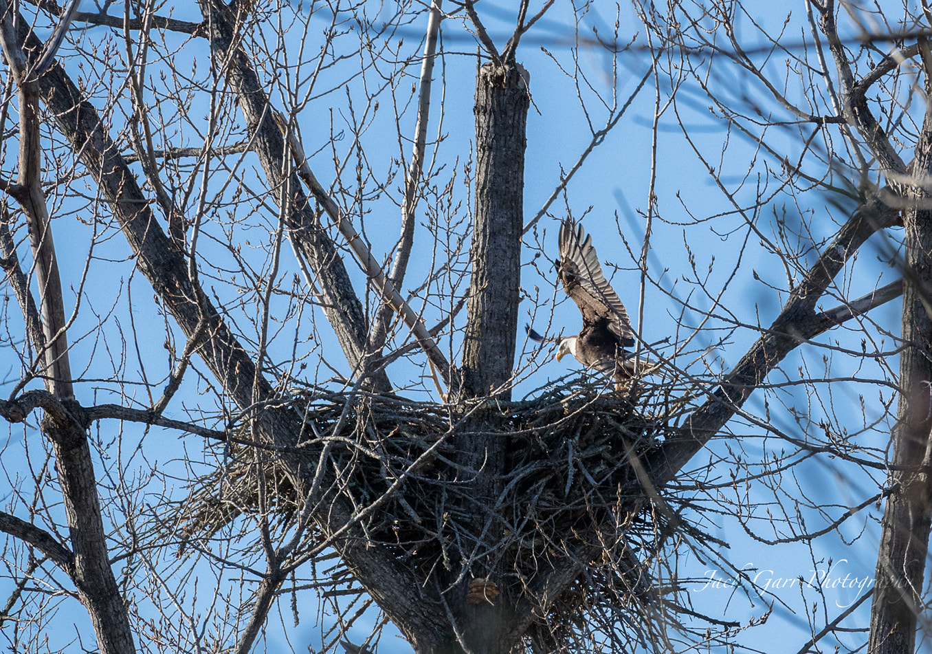 150-600mm F5-6.3 DG OS HSM | Sports 014 sample photo. Bald eagle returning to nest photography