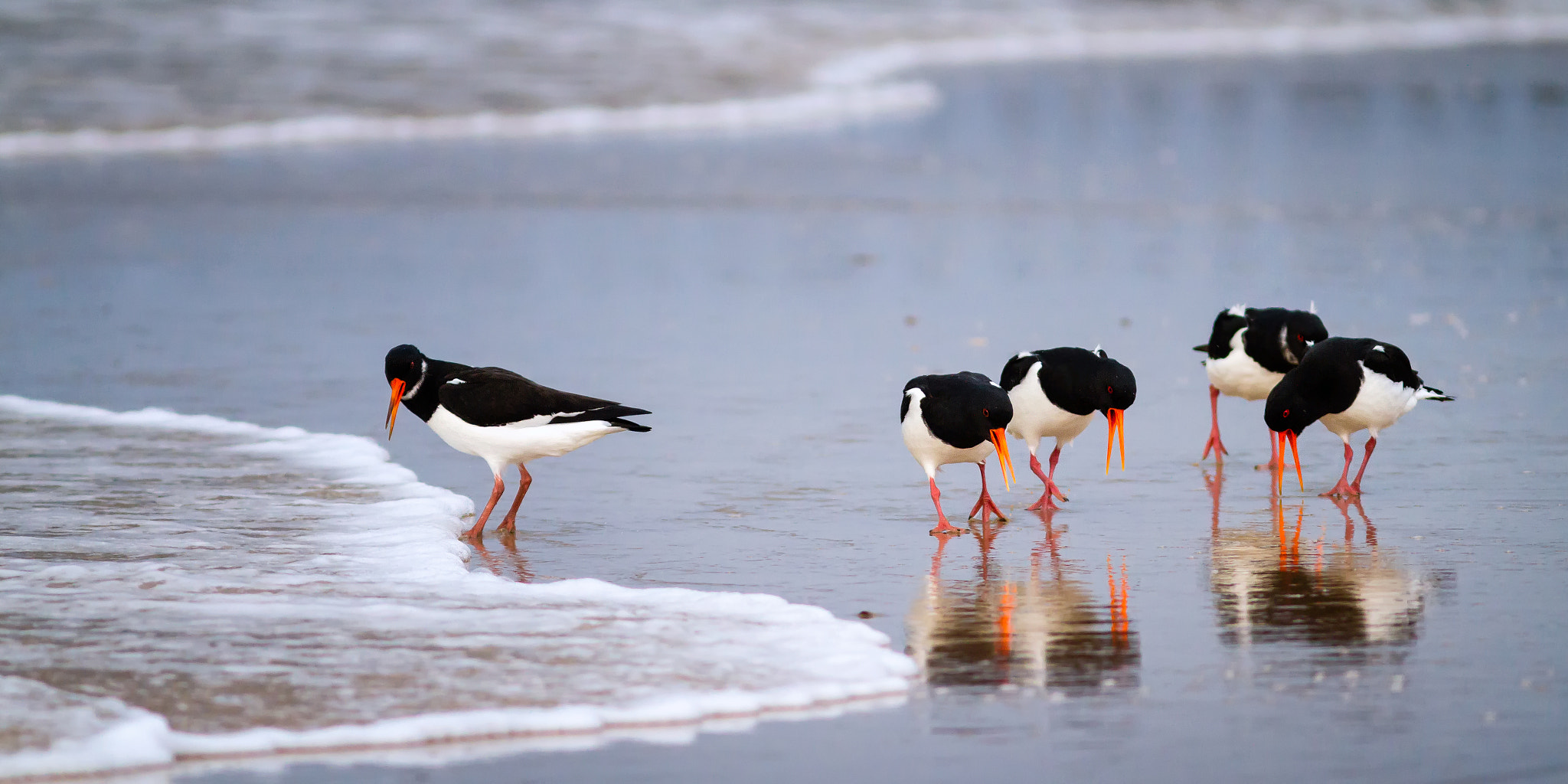 Canon EOS 7D + Canon EF 300mm F4L IS USM sample photo. Socializing oystercatchers photography