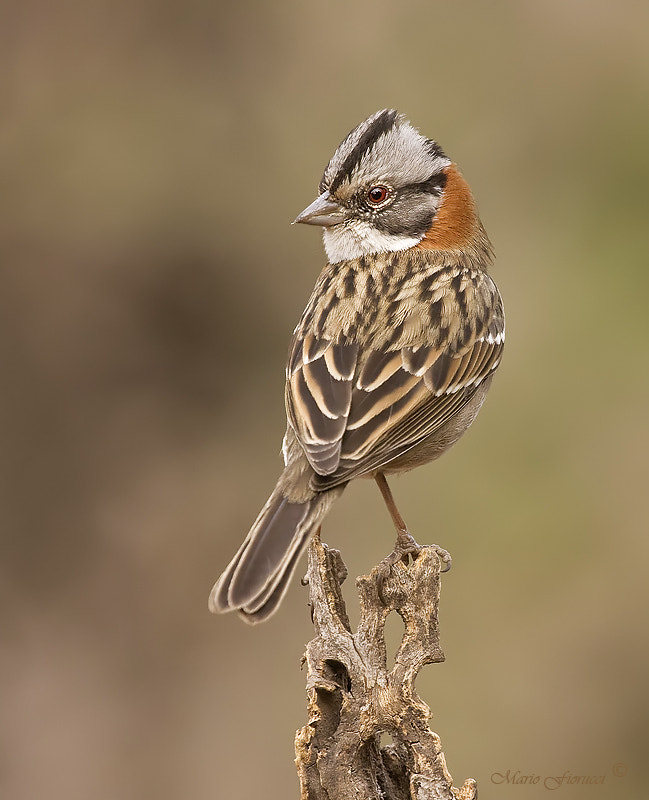 Canon EOS 40D + Canon EF 100-400mm F4.5-5.6L IS USM sample photo. The rufous collared sparrow photography