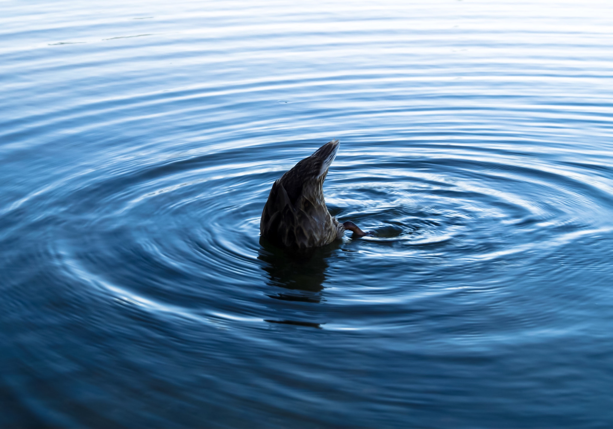 Sony SLT-A58 + Sony DT 18-55mm F3.5-5.6 SAM II sample photo. Hungry duck at blue lake photography