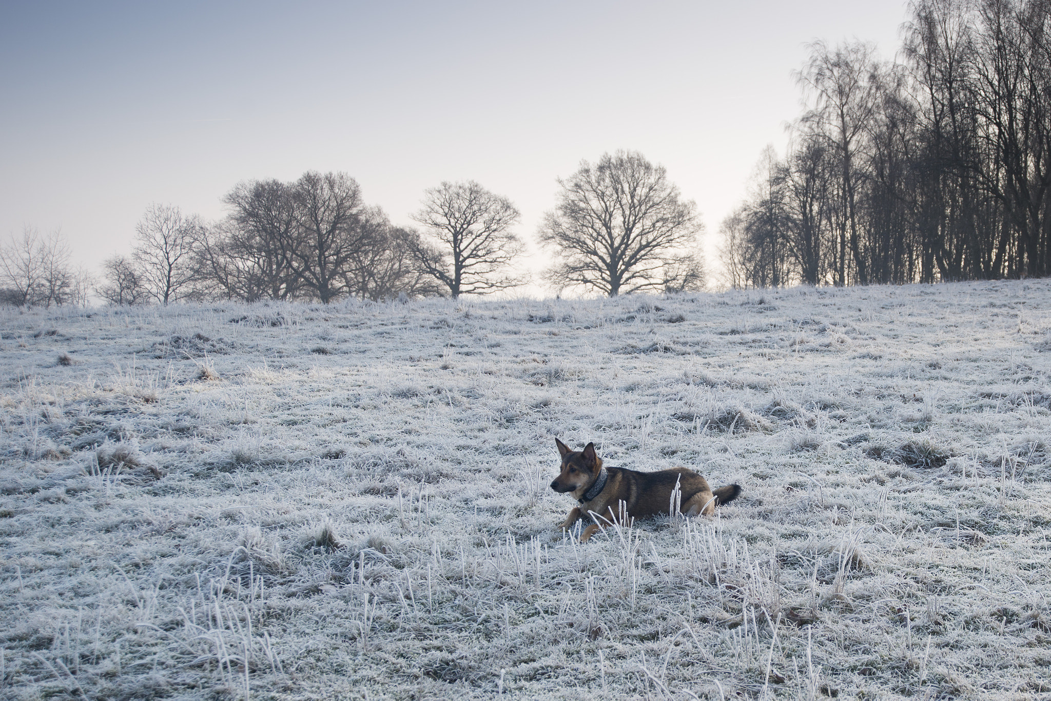 Nikon D800 sample photo. Winterlight photography