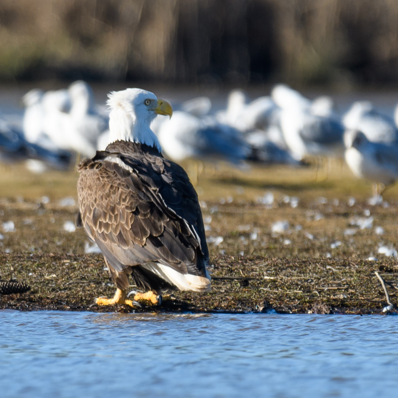 Nikon D500 + Sigma 50mm F2.8 EX DG Macro sample photo. Hunting eagle photography