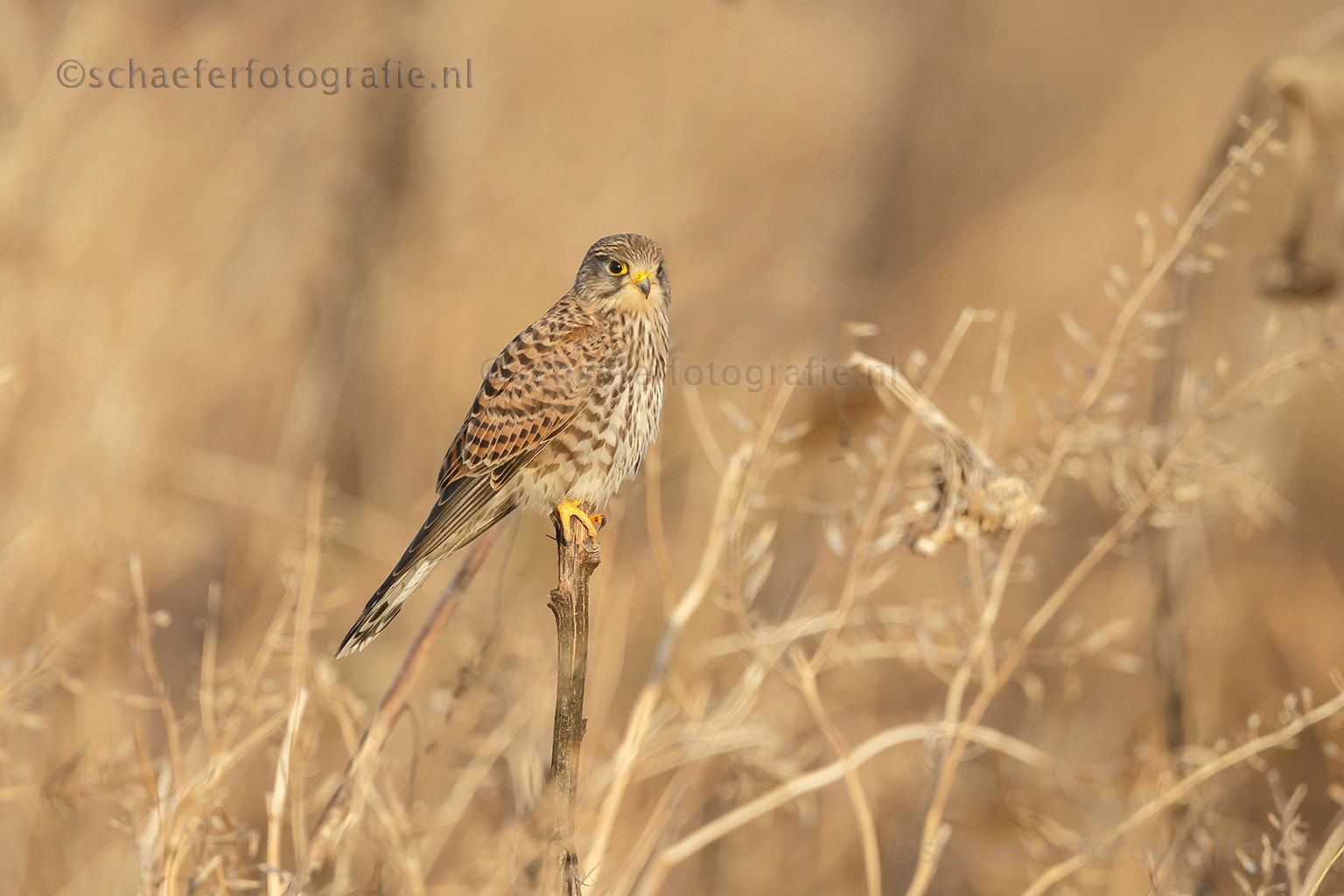 Canon EF 500mm F4L IS USM sample photo. Colors matched photography