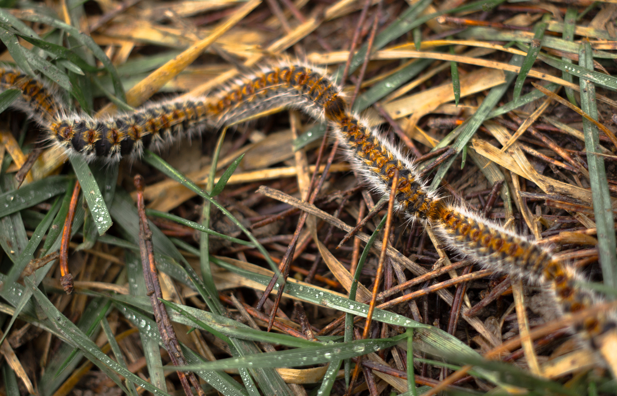 Canon EOS 700D (EOS Rebel T5i / EOS Kiss X7i) + Canon EF 40mm F2.8 STM sample photo. Caterpillar fieldtrip photography