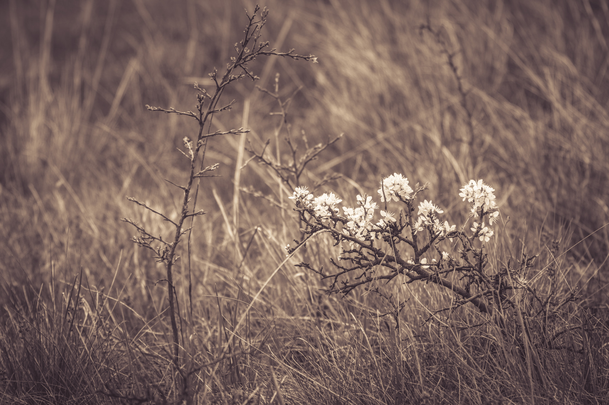 Nikon D3200 + AF Nikkor 70-210mm f/4-5.6 sample photo. Last year's springtime photography