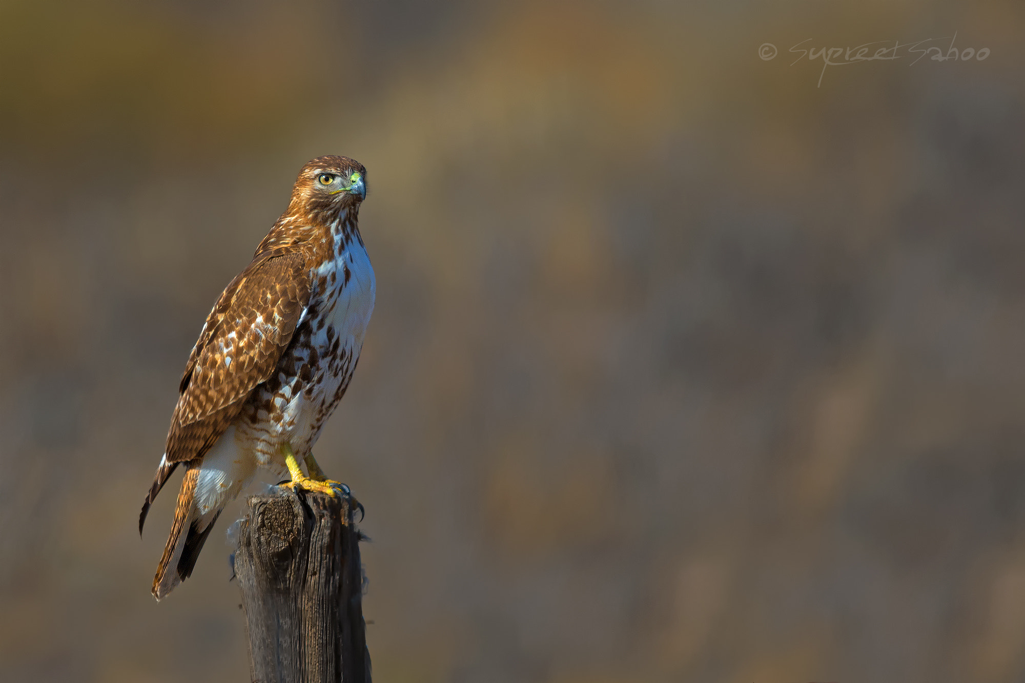 Canon EF 600mm F4L IS II USM sample photo. Red tailed hawk photography