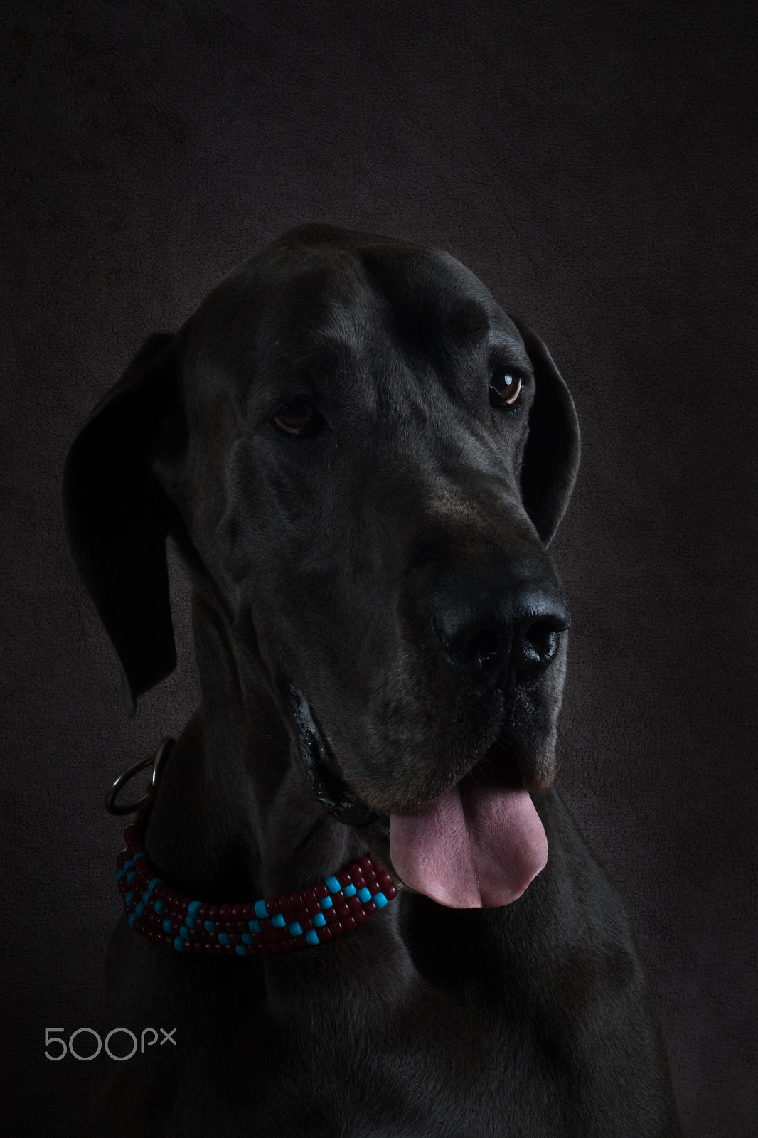 Canon EF 50mm F1.8 II sample photo. Sharman photography