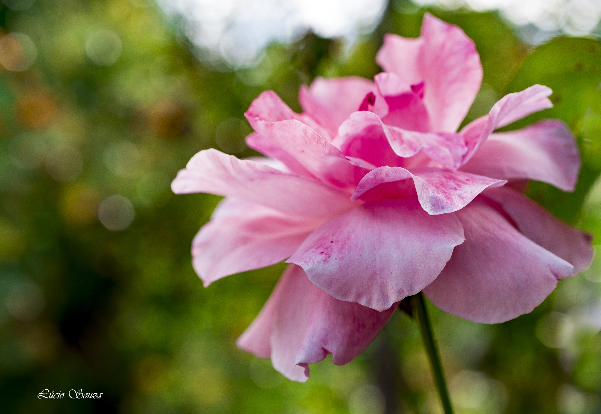 Nikon AF-S DX Micro Nikkor 40mm F2.8 sample photo. Rose photography