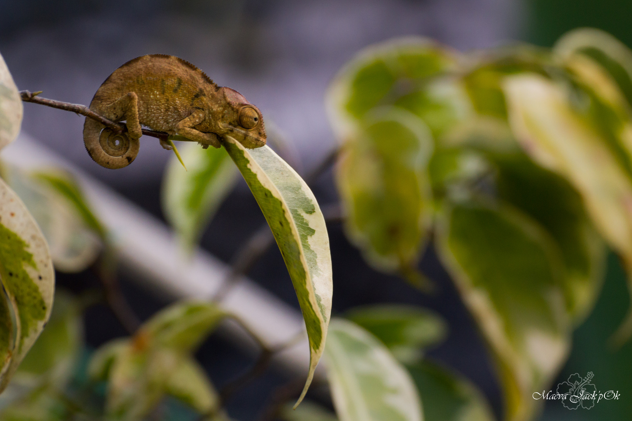 Canon EOS 550D (EOS Rebel T2i / EOS Kiss X4) + Tamron SP 35mm F1.8 Di VC USD sample photo. Baby cameleon on his ficus leaf photography