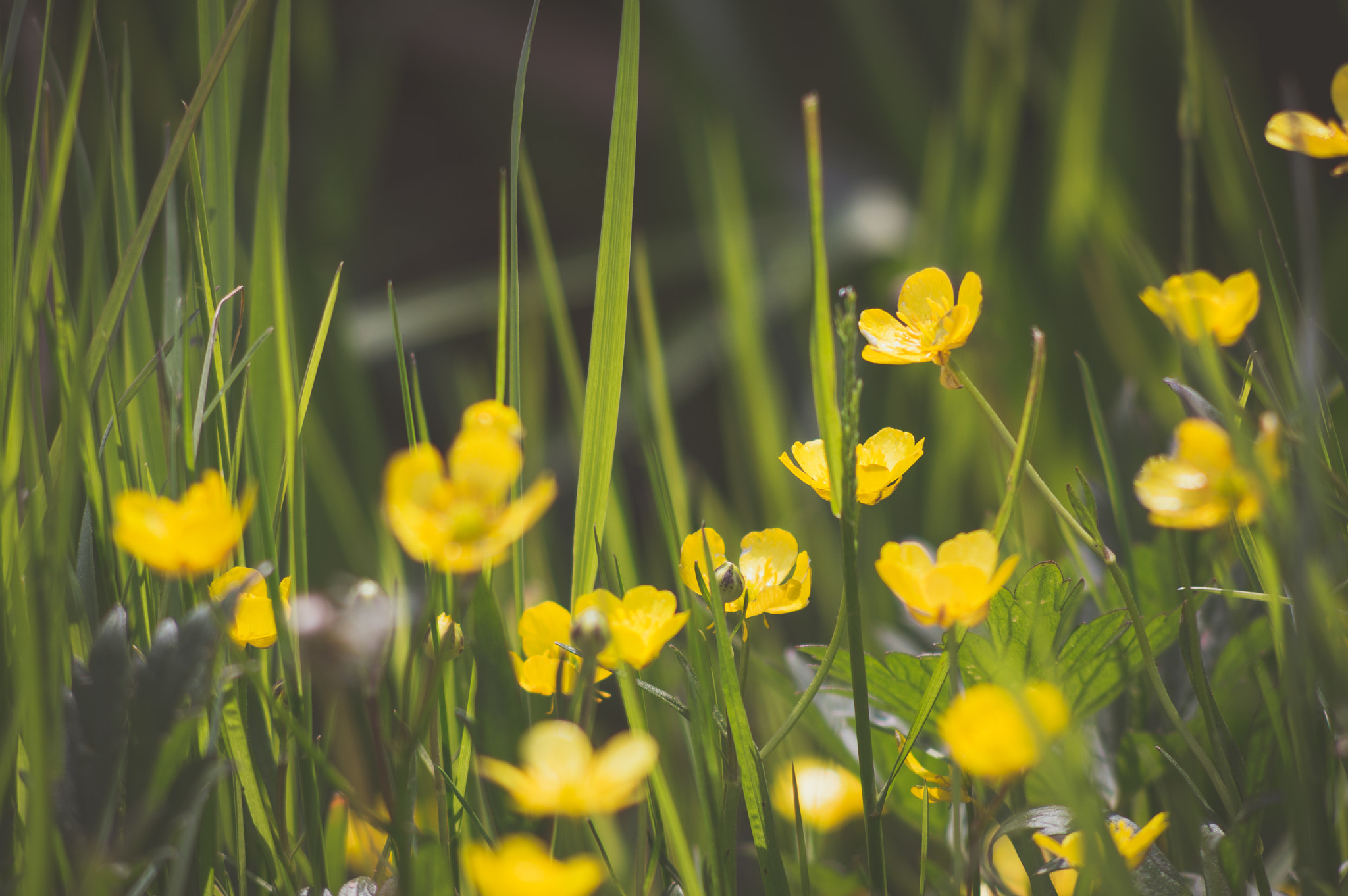 AF Nikkor 70-210mm f/4-5.6 sample photo. Buttercups photography