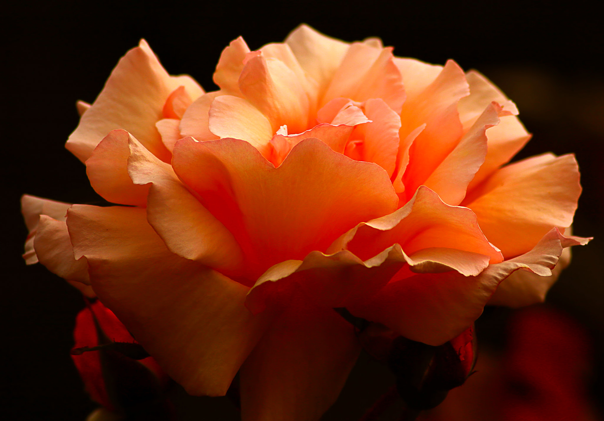 Canon EOS 750D (EOS Rebel T6i / EOS Kiss X8i) sample photo. Flower photography