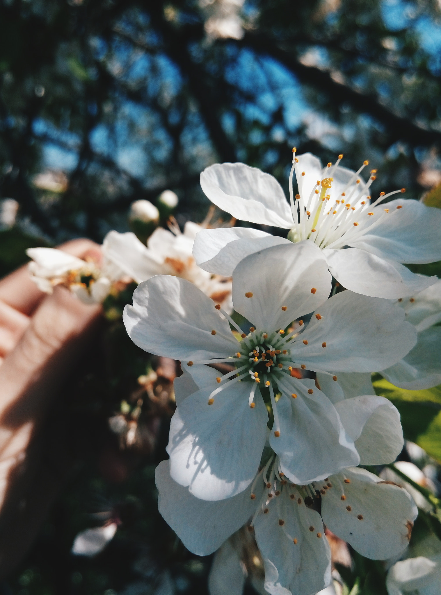 Meizu m2 sample photo