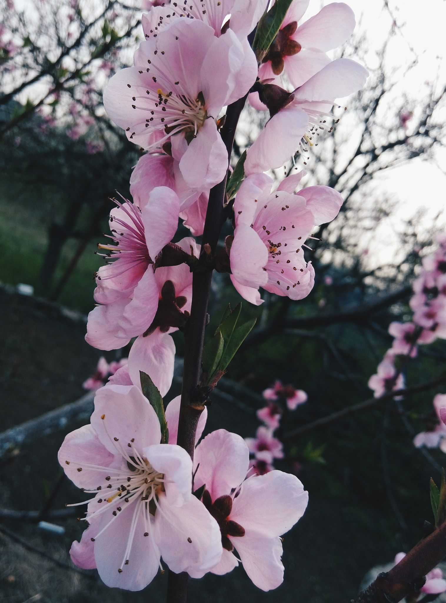 Meizu m2 sample photo
