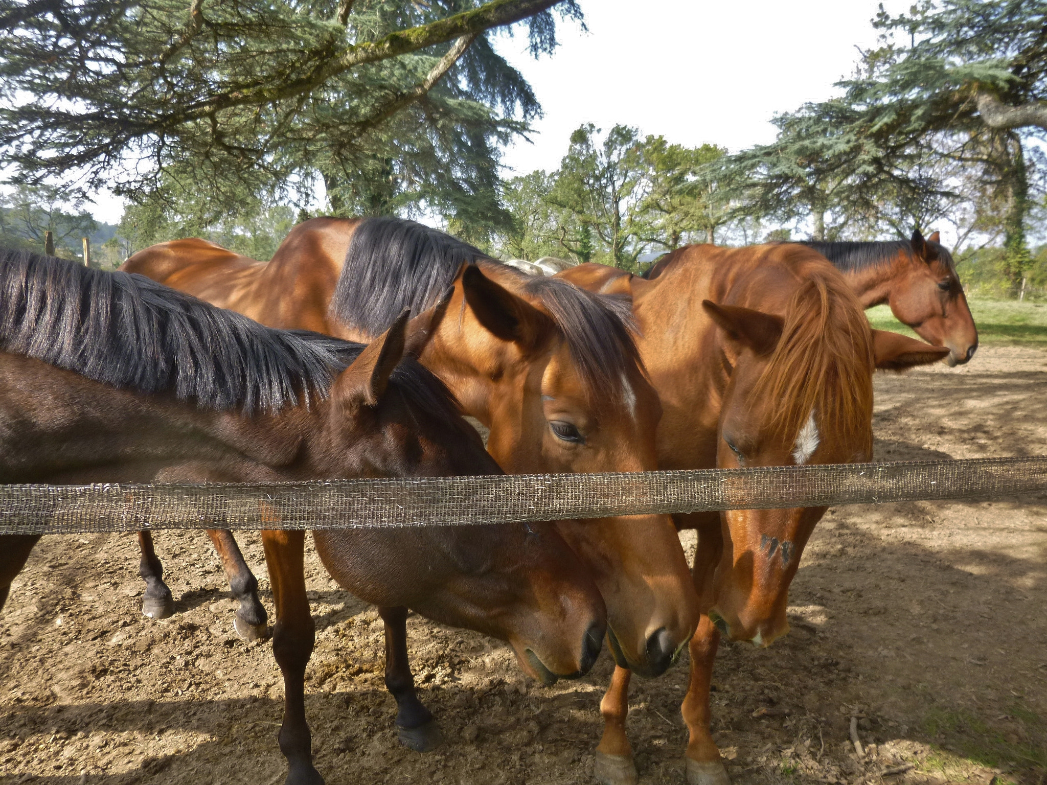 Panasonic DMC-SZ1 sample photo. Bruno et chevaux photography