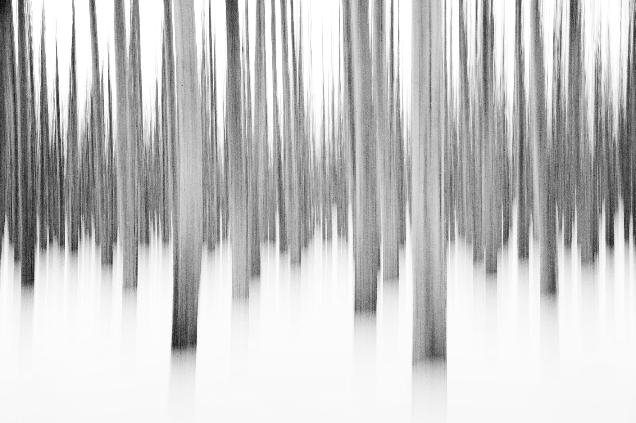 Tamron SP 24-70mm F2.8 Di VC USD sample photo. Floating trees in the winter photography