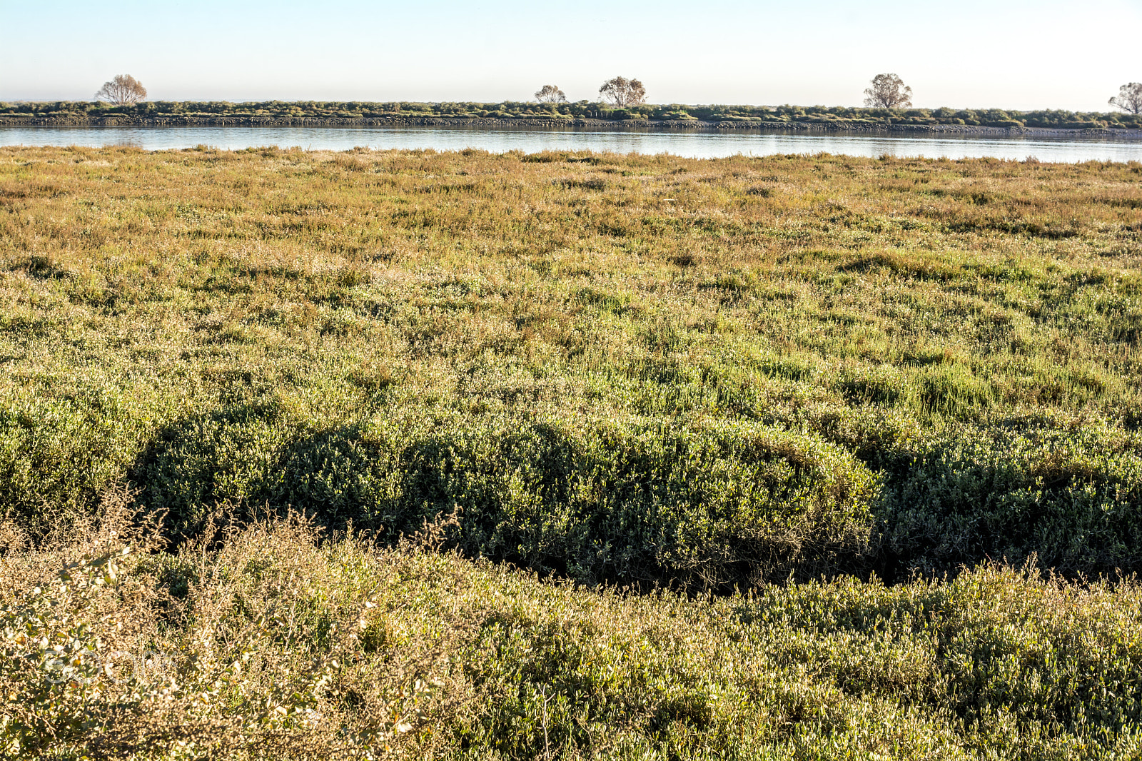 Nikon D7100 + Sigma 30mm F1.4 EX DC HSM sample photo. Winter grass and sky photography