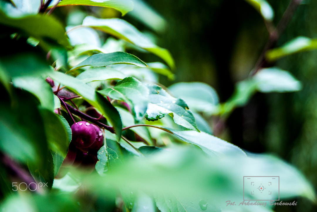 Sony Alpha DSLR-A300 sample photo. Makro2 photography
