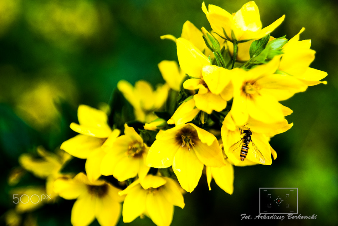 Sony Alpha DSLR-A300 sample photo. Makro1 photography
